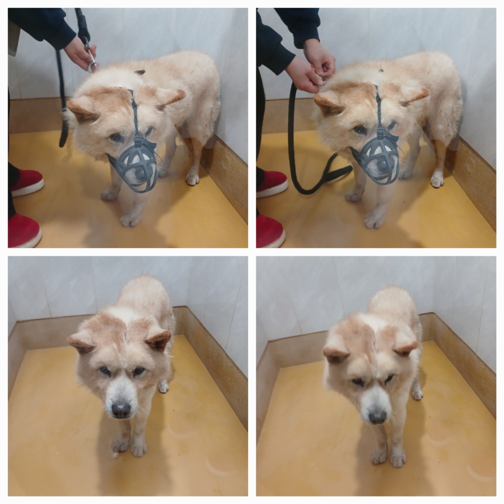 믹스견 이미지 파일 입니다.